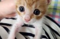 고양이 분양해요.