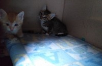 고양이 무료 분양