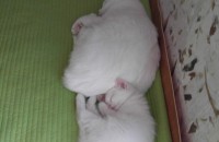 예쁜 아가냥이  분양합니다.