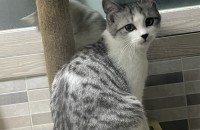 어미랑 새끼 고양이 무료분양합니다