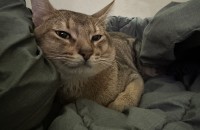 고양이 입양보냅니다.