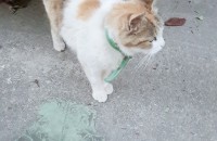 평택지역 코숏 분양해요