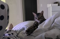 개냥이 분양합니다