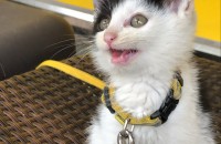 코숏 검흰 고양이 분양합니다