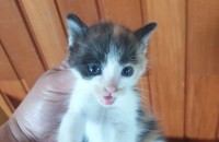 (재업)새끼 고양이 분양.