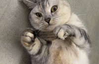 2살 아메리칸숏헤어 개냥이 주인되실분 찾습니다!(임보중)