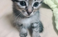 8월11일생 아가들 책임분양 하려고합니다