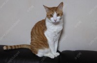 코숏 성묘 남/여 한쌍 무료분양