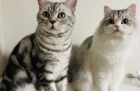 3살 페르시안, 아메리칸 숏헤어 수컷 두 마리 무료분양합니다.