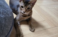 이름 있는 부모한테 태어난 남아 고양이랍니다.