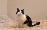 강원 원주 코숏(여) 중성화o 분양 보냅니다!