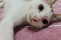 4개월차 새끼고양이 3마리 분양합니다.