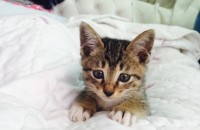 새끼고양이 분양합니다 :)