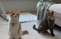 사랑스러운 공주 냥이무료분양합니다