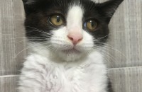 부천 코숏3개월 냥이 분양합니다