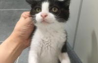 턱시도 2개월 아깽이 분양합니다 (부천)