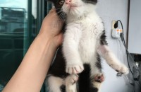 턱시도 2개월령 아가 분양해요-부천