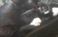 2개월 턱시도 아가냥분양합니다.