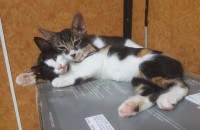 성묘 2마리 분양합니다.(고등어태비-돼냥이,삼색코숏)