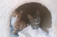 평생 함께할 인연으로 가족이 되어 주세요.