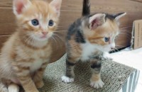 아기냥들의 평생 함께할 가족이 되어주세요.