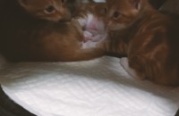 새끼냥이와 평생 함께할 가족이 되어주세요.