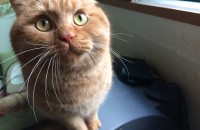 한국고양이 무료분양합니다