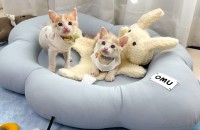 한달령 치즈 형제 가족 찾아요