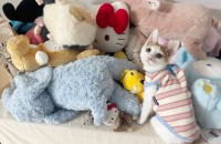 품에서 안떨어지는 개냥이 별이 가족찾아요