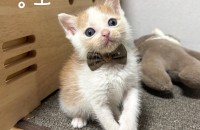 미묘 치즈고양이 가족을 찾아요