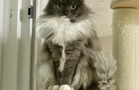 스코티쉬스트레이트 고양이 분양합니다