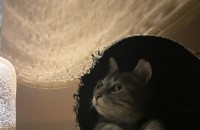 아메리칸 숏헤어와 코숏 믹스 10개월