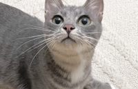 아메숏 믹스 코숏 달이 가족을 찾아요!