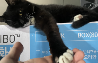 턱시도 코숏 수컷 6개월가량