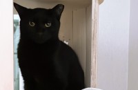 올블랙 코숏 여아 중성화완료 1년 미만