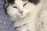 이쁘게 키워주실분만