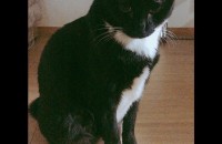 애교쟁이 코리안숏헤어 분양합니다.(서울)