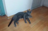 러시안블루 수컷 분양해요