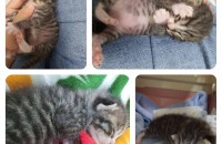 가족을찾습니다