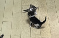 생후 3주된 아기고양이의 집사님이 되어주세요