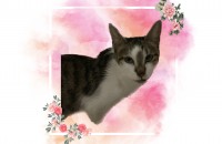 ♥️4살 귀여운 아가의 집사님이 되어주세요♥️