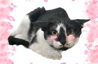 ♥️3살 웃는 얼굴이 예쁜 아가의 집사님이 되어주세요♥️