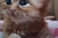 페르시안 고양이 엄마,아기 분양합니다