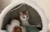노란 햇살처럼 예쁜 아기고양이 금비의 평생 가족을 찾아요~ [서울경기/ 3개월]