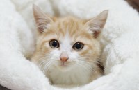 [서울/경기]2개월령/ 영종도에서 구조한 귀염뽀작 왕자님 금동이 평생 가족이 되어 주실분!!!