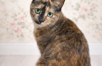 사람도 고양이도 너무 좋아하는 사랑스러운 개냥이 애옹이는 이제 진짜 갈 곳이 없어요. [서울경기/11개월]