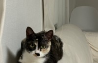 [서울/경기] 정말 못생겨서 아무도 데려가지 않으려는 걸까요? 꼬미도 사랑받고 싶어요.