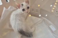 [서울/경기] 너무 이쁜 2개월 아기냥이가 갈 곳이 없네요. 잠시 맡긴 임보처에서도 나가야해요 ㅠㅠ