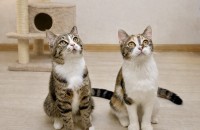 개냥이로 성격도 너무 좋고 서로 죽고 못사는 냥이자매 밤이와 송이를 가족으로 맞아주세요.  [서울경기/5개월…