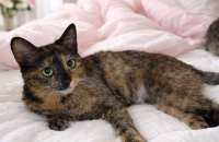 사람, 고양이 모두에게 사랑받는 개냥이 애옹이의 평생 가족을 찾아요. [서울경기/11개월]